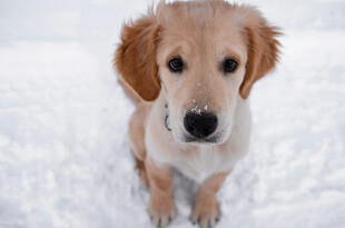 雪地中的可爱金毛幼犬