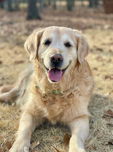 阳光下的金毛犬