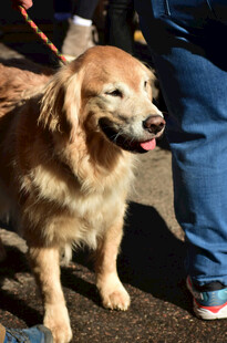 可爱金毛犬伴人身边