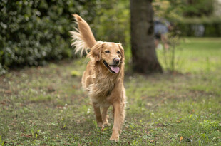 奔跑的金毛犬
