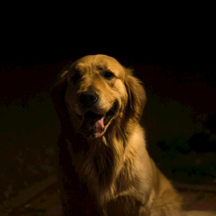 可爱金毛犬的灿烂模样