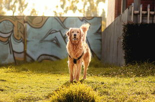 阳光下奔跑的金毛犬