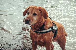 拉布拉多犬在水边站立