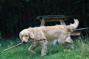 金毛犬叼木棍在草地玩耍