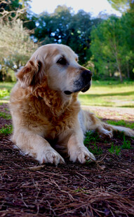 趴卧草地的金毛犬