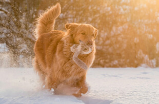 雪地中奔跑的可爱金毛犬