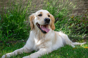 草地上惬意的金毛犬
