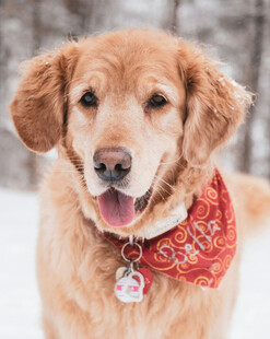 雪地中的可爱金毛犬