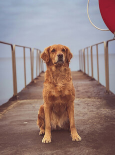 桥上独坐的金毛犬