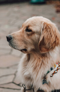 可爱金毛犬颈系多彩绳