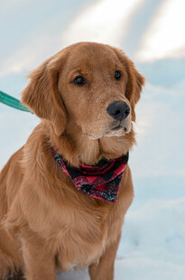雪地中的可爱金毛犬