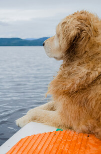 金毛犬惬意坐于水边浮板
