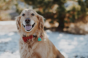 雪地中的欢乐金毛犬