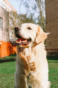 站立的金毛犬露开心表情