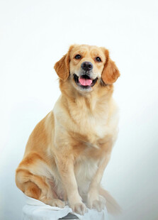 可爱金毛犬坐立微笑