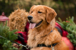 秋日里惬意的金毛犬