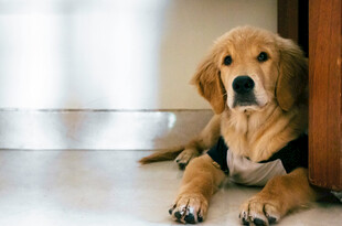 可爱金毛犬安静趴地