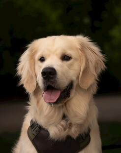 可爱金毛犬