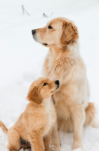 雪地中的大小金毛犬