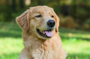 可爱金毛犬于绿意中