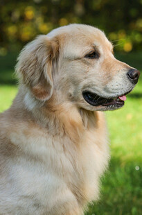 阳光下的金毛犬