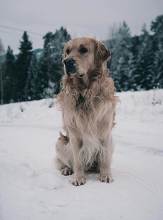 雪地中静坐的金毛犬