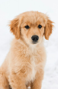 可爱金毛幼犬雪地萌照