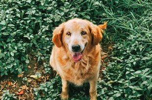 草地上的可爱金毛犬