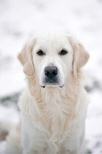 雪地中的金毛犬
