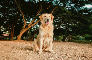 阳光下的可爱金毛犬
