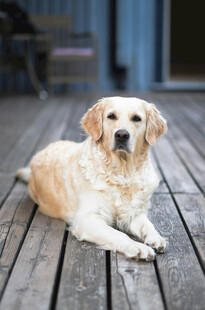 趴在木栈道上的金毛犬