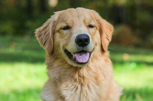 可爱金毛犬在户外