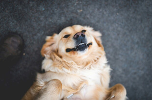 仰头微笑的金毛犬