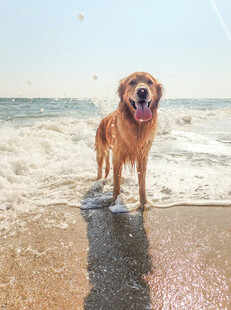 金毛犬在海边快乐踏浪