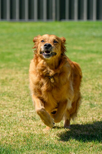 金毛犬在草地欢快奔跑