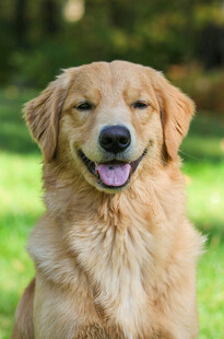微笑的金毛犬