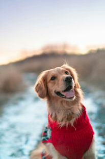 穿红衣的金毛犬在水边