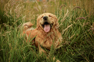 草地上的快乐金毛犬