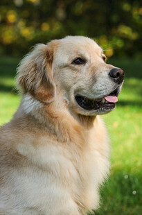阳光下的金毛犬