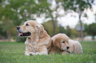 草地上休憩的两只金毛犬