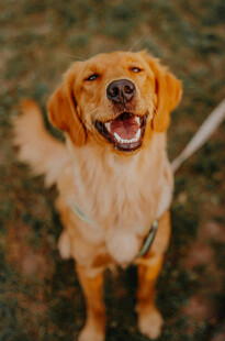 可爱金毛犬露出开心笑容