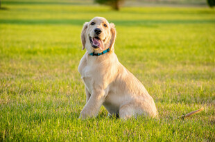 草地上的可爱金毛犬