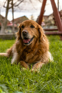 金毛犬惬意躺于绿草地上