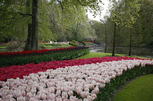 缤纷郁金香花园美景