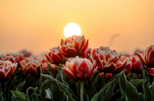 夕阳下的绚烂郁金香花海