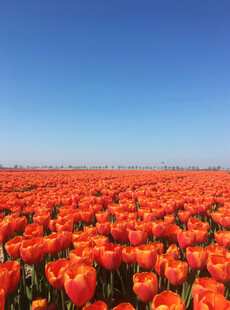 绚烂郁金香花海