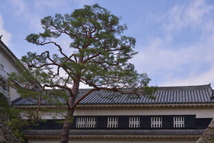 日式庭院中的苍松与建筑