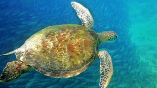 深海游动的海龟