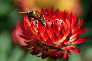 蜜蜂采蜜于艳丽红花间