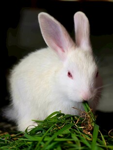 白兔食草